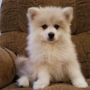 Pomsky Puppy Chaz