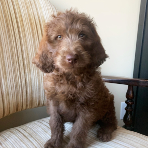 Labradoodle Puppy Willa