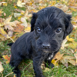 Goldendoodle Puppy Jayla