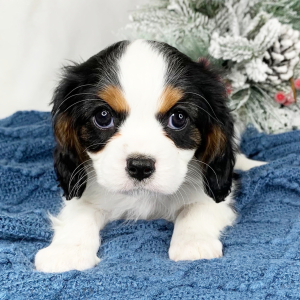 Cavalier King Charles Spaniel Puppy Kendra