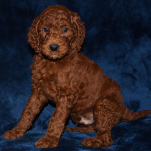 Labradoodle Puppy Rocky