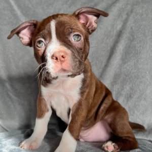 Boston Terrier Puppy Hamiln