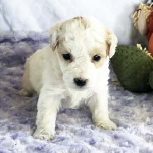 Bichonpoo Puppy Sara