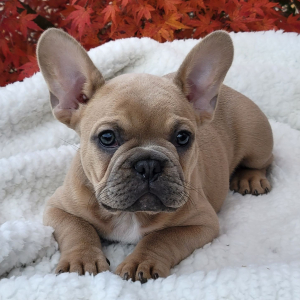 French Bulldog Puppy Rebel