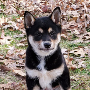 Shiba Inu Puppy Colt