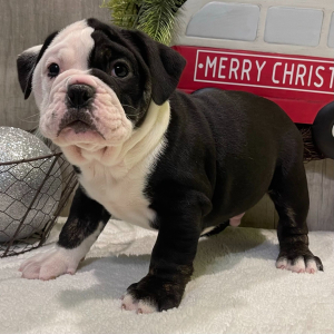 Victorian Bulldog Puppy Joey