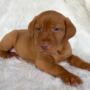 Labrador Retriever Puppy Hooch