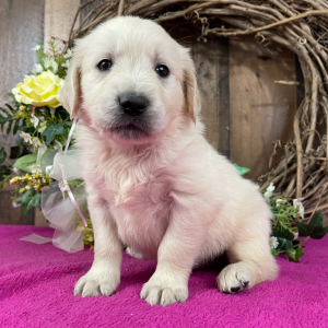 Golden Retriever Puppy Arnold