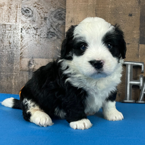 Bernedoodle Puppy Barry