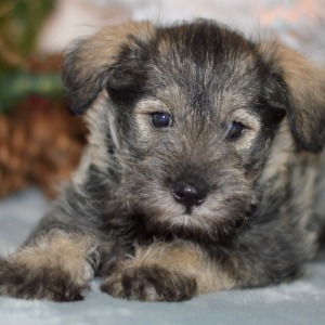 Miniature Schnauzer Puppy Molly