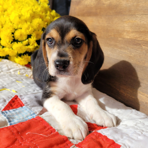 Beagle Puppy Major