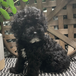 Cockapoo Puppy Callie