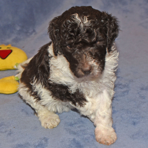 Poodle Puppy Sadie