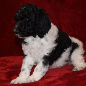 Poodle Puppy Surry
