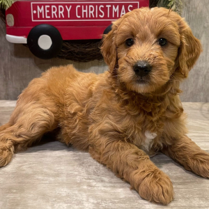 Goldendoodle Puppy Mandi