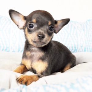 Chihuahua Puppy Duke