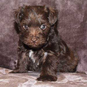 Miniature Schnauzer Puppy Coby