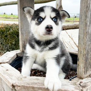 Siberian Husky Puppy Ella
