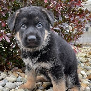 German Shepherd Dog Puppy Stan