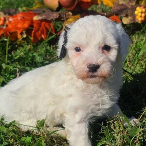 Poodle Puppy Snoopy