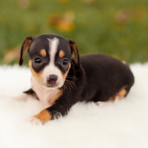 Chiweenie Puppy Darla