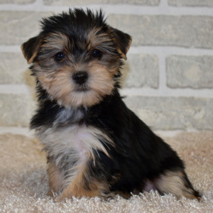 Morkie Puppy Sassy