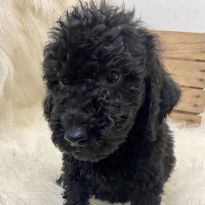 Springerdoodle Puppy Dilan