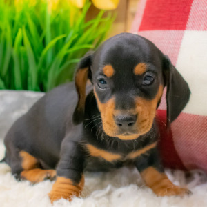 Dachshund Puppy Jeb