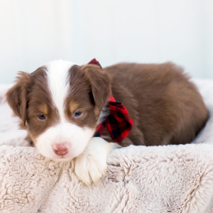 Miniature American Shepherd Puppy Arlo