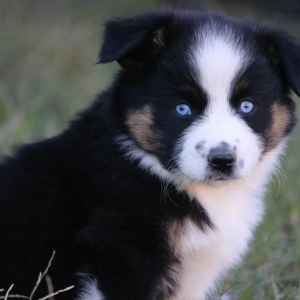 Australian Shepherd Puppy Ollie