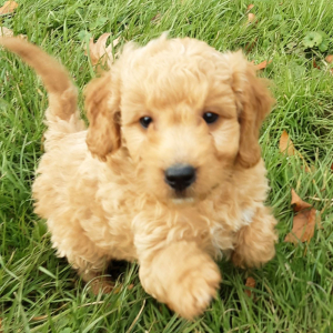 Goldendoodle Puppy Knox