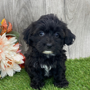 Havanese Puppy Kimber