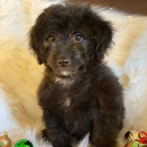 Sheepadoodle Puppy Bridget