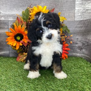 Bernedoodle Puppy Kaylee