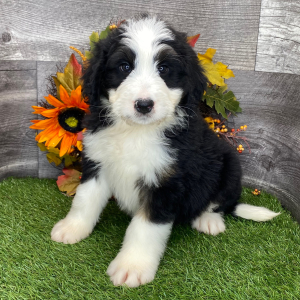 Bernedoodle Puppy Lennie