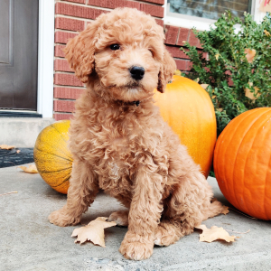 Labradoodle Puppy Sophia
