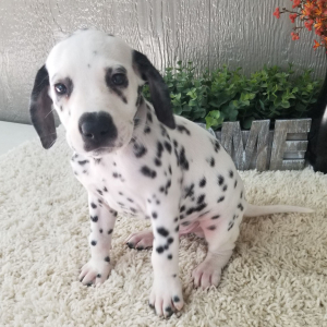 Dalmatian Puppy Ozzie