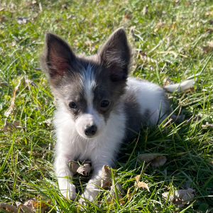 Chihuahua Puppy Buttons