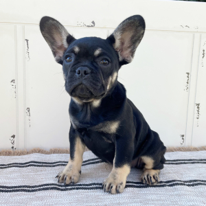 French Bulldog Puppy Hazel