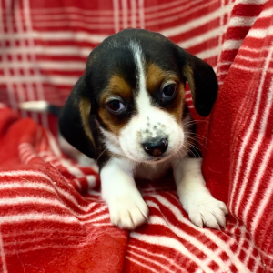 Beagle Puppy Jair