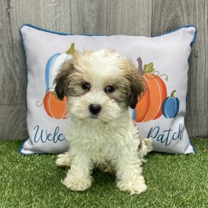Havanese Puppy Spencer