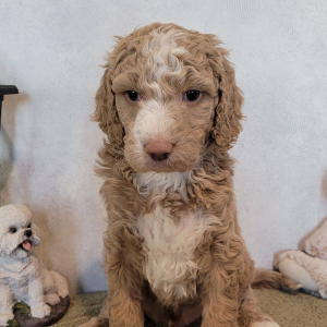 Goldendoodle Puppy Stanley