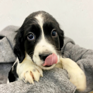 English Springer Spaniel Puppy Aysa