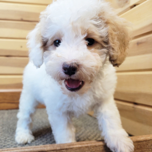 Poodle Puppy Kim