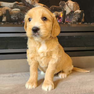 Goldendoodle Puppy Peaches
