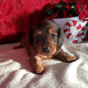 Dachshund Puppy Rex