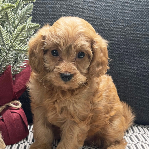 Cavapoo Puppy Anna