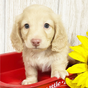 Dachshund Puppy Zack