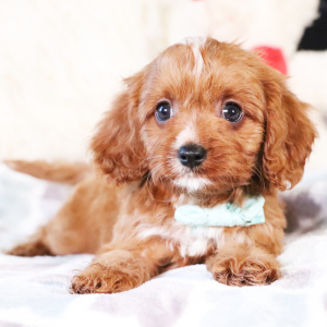 Cavapoo Puppy Sawyer