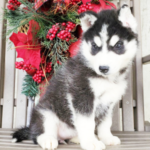 Siberian Husky Puppy Sadie